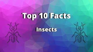 Top 10 Facts - Insects
