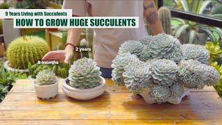 HOW TO GROW HUGE SUCCULENTS - From Beginner to Master  9 Years Living with Succulents