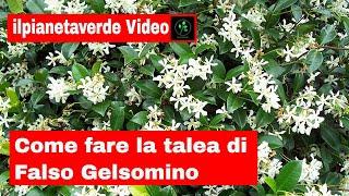 Come fare la talea di falso gelsomino -rincospermo  trachelospermum Jasminoides 