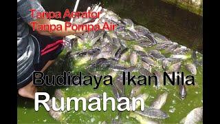 Sukses Usaha Budidaya Ikan Nila Rumahan