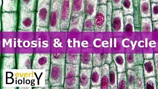 Mitosis & the Cell Cycle updated