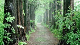 A rainy forest trail Fresh air Rain sound for Relex Fast Sleep Healing ASMR