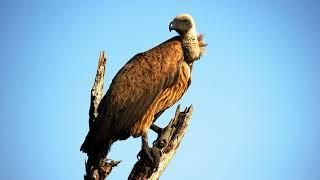Cape Vultures Making Strange Jabber And Squawks