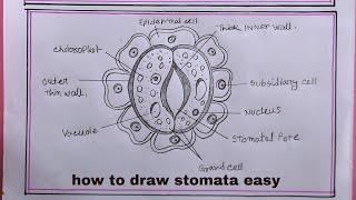 how to draw stomata diagramstomata drawing