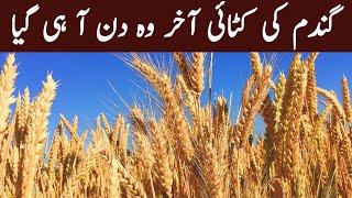 wheat harvesting in pakistan chakwal  chakwal goat farm 