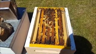 Beekeeping - Splitting a  hive to transfer to a top bar  hive