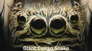 The Full Story of the Giant Congo Snake Photo