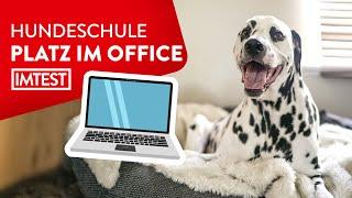 Hund im HomeOffice Das ist der richtige Platz für den Hund  Tipps vom Trainer