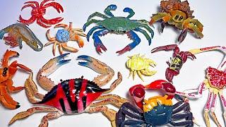New Sea Animals - Spider Crab Shrimp Yeti Crab Hairy Crab King Crab Hermit Crab Fiddler Crab