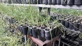 HOW TO GROW SPRING ONIONS IN GERMINATION TRAYS