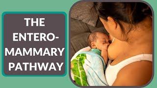 How Breastfeeding Protects and Builds your Babys Immune System The Entero-Mammary Pathway