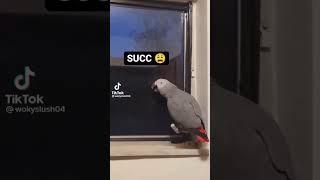 succ  #shorts #tiktok #memes