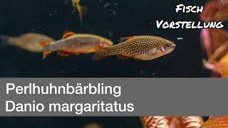 Perlhuhnbärbling - Danio margaritatus  Fisch Vorstellung