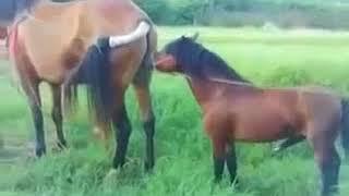 small horse mating with big mere gone wrong........
