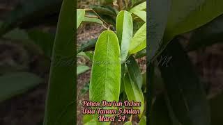 POHON DURIAN OCHEE ‼️USIA 5 BULAN MARET24 #durian