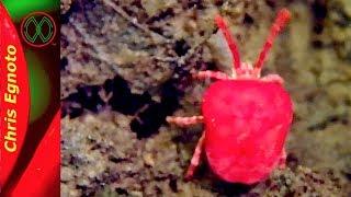 Velvet Mite - The Glowing Red Bug