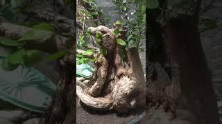 calon juara.. dulu bonsai ini saya beli 100 rb sekarang di tawar 5 jt.