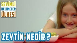 Zeytin Nedir Sevimli Kelimeler Ülkesi