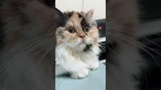 Cute cat but no bath since birth #cat #persiancat #catvideos #catlover #funnycats