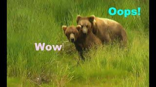 Bear Cub is mating for first time.. It Is So Romantic  Wild Alaska. Brown Bears At Brooks River