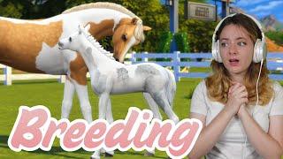 BREEDING HORSES IN THE SIMS 4 - Sims 4 Horse Ranch #ad  Pinehaven
