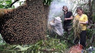 Primitive skill Braver of catching honeycombs - Green farm make the main door - Free Bushcraft