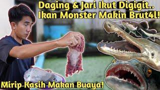 NEKAT KASIH MAKAN IKAN MONSTER PAKE DAGING SAPI SEGAR