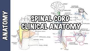 Spinal Cord - Clinical Anatomy and Physiology dermatomes blood supply shingles lumbar puncture