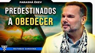 Predestinados a Obedecer – Parashá Reê 57842024 – Prof. Matheus Zandona