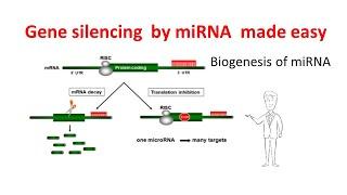 Gene silencing by microRNAs  miRNA biogenesis  miRNA mechanism  Gene silencing by miRNAs
