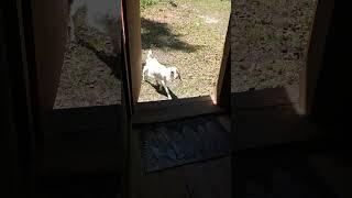 Funny Pet Goat Jumps in the Cabin