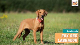 Fox Red Labrador Everything to Know About The Stunning Ruby Labrador