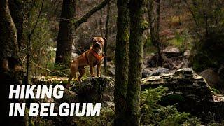 Hiking with Staffords Ep. 3 - Belgian Ardennes