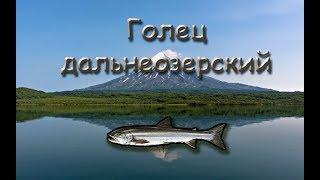 Русская Рыбалка 3.99 Russian Fishing Голец дальнеозерский
