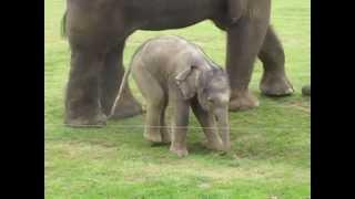 Cute baby elephants first steps -and steps on his trunk Adorable At the Whipsnade Zoo UK