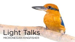 Light Talks Micronesian Kingfisher