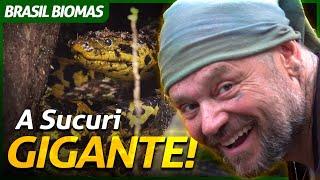 O ENCONTRO COM A SUCURI-AMARELA GIGANTE  RICHARD RASMUSSEN