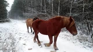 Gienek i Andrzej prowadzą konie do domu 11 12 2020 Plutycze