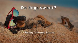 Do dogs sweat?