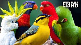 The Most Vibrant Birds in the World  Breathtaking Nature & Wonderful Birds Songs  Stress Relief