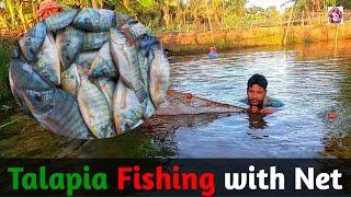 Village Pond Fishing Adventure Talapia Fishing with Nets