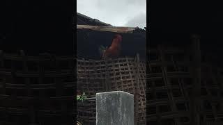 Rooster Crowing in Tangting Village