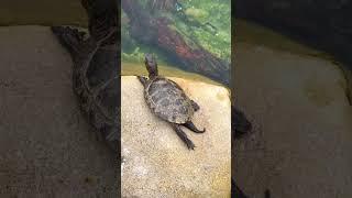  Wildlife Explorers Basecamp  San Diego Zoo - Mini Zoo Tour #shorts