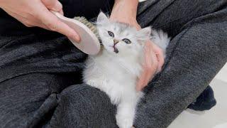 It was so cute to see the fluffy kitten endure the brushing with such a funny face.