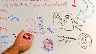 mycobacterium tuberculosis  مرض السل الرئوي التدرن