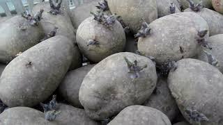Aardappelveredeling #153 voorkiemen afkiemen geniteurs zaailingen uit true potato seed.