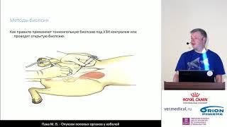 Пака М. В. - Опухоли половых органов у кобелей