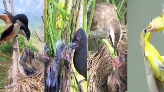 Compilation bird  kumpulan burung ketika meloloh anakan nya