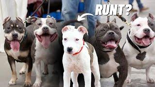 How to Know if You Have the Runt of the Litter