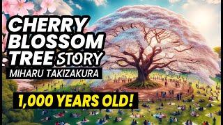 Japan’s Most Beautiful Cherry Blossom Tree  Miharu Takizakura Story  ONLY in JAPAN